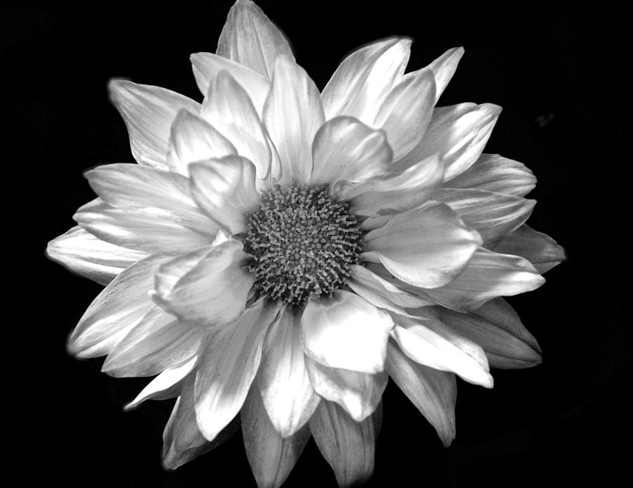 Black and White Zennia Photograph by Kristina Deane