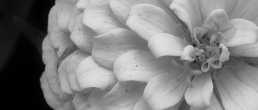 Nature Photograph - Black and White Zinnia by Bruce Bley