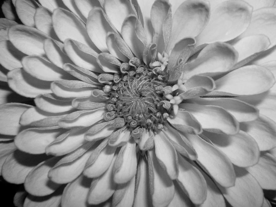 Black and White Zinnia Photograph by Linda Hanes - Fine Art America