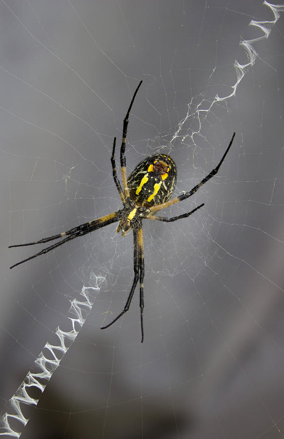 Black and Yellow Argiope Photograph by Ben Shields