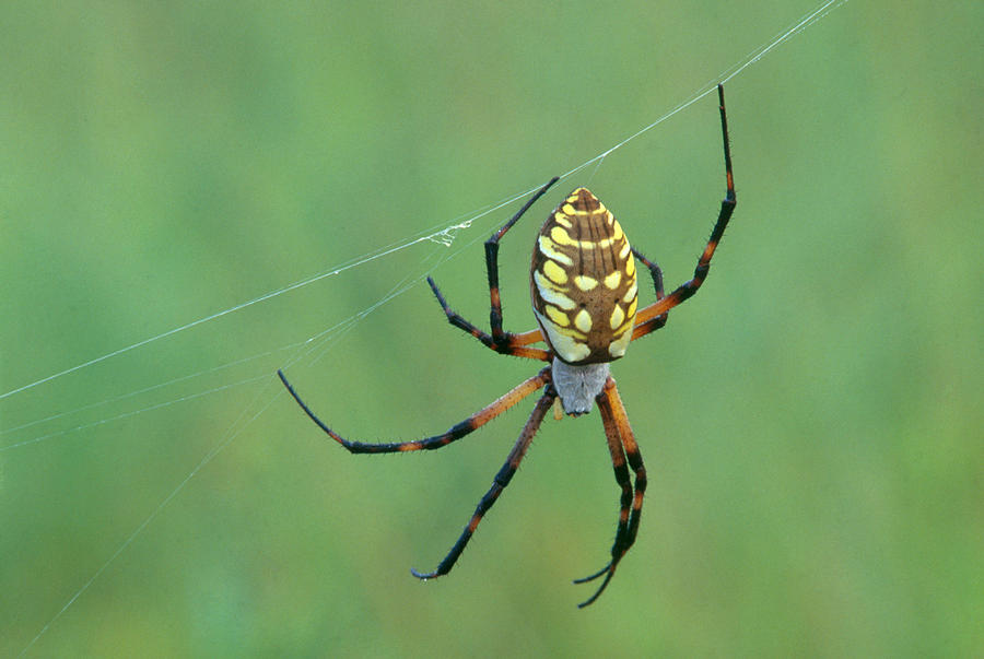 Black And Yellow Argiope Photograph by Jeffrey Lepore