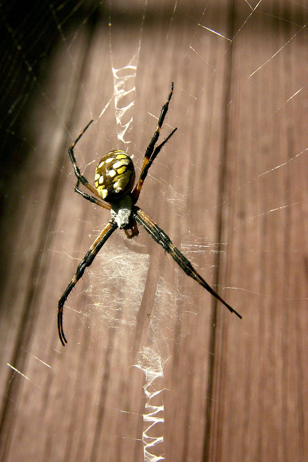 Black and Yellow Argiope Photograph by Robert Camp