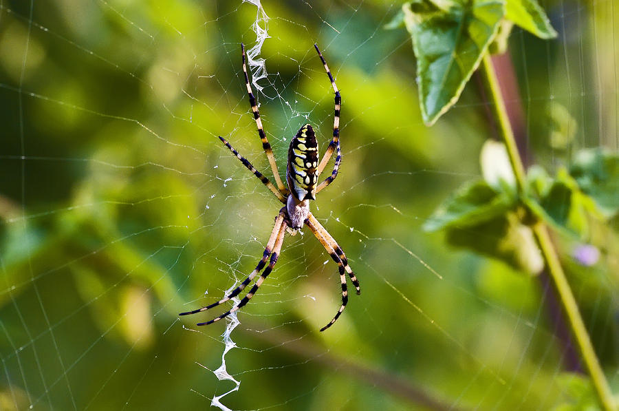 Nature Photograph - Black-and-Yellow Argiope Spider by Michael Whitaker