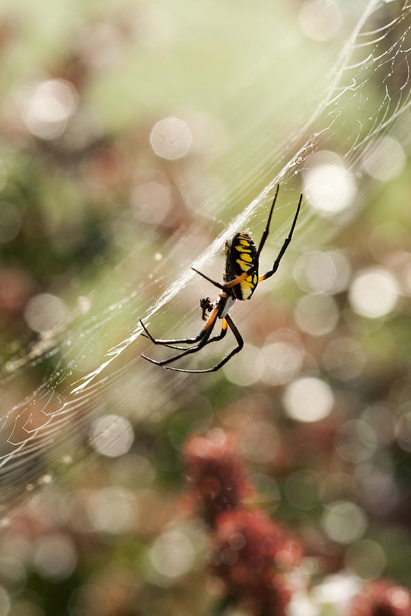 Black and Yellow Argiope Spider on Web Photograph by Kathy Clark