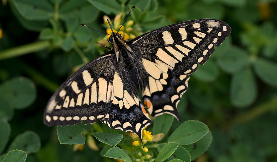 Black and yellow butterfly Photograph by Jaroslaw Blaminsky