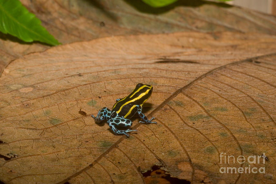 Amphibians Photograph - Black And Yellow Dart Frog by William H. Mullins