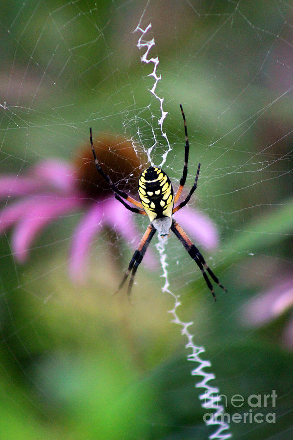 Black and Yellow Garden Spider Photograph by Karen Adams