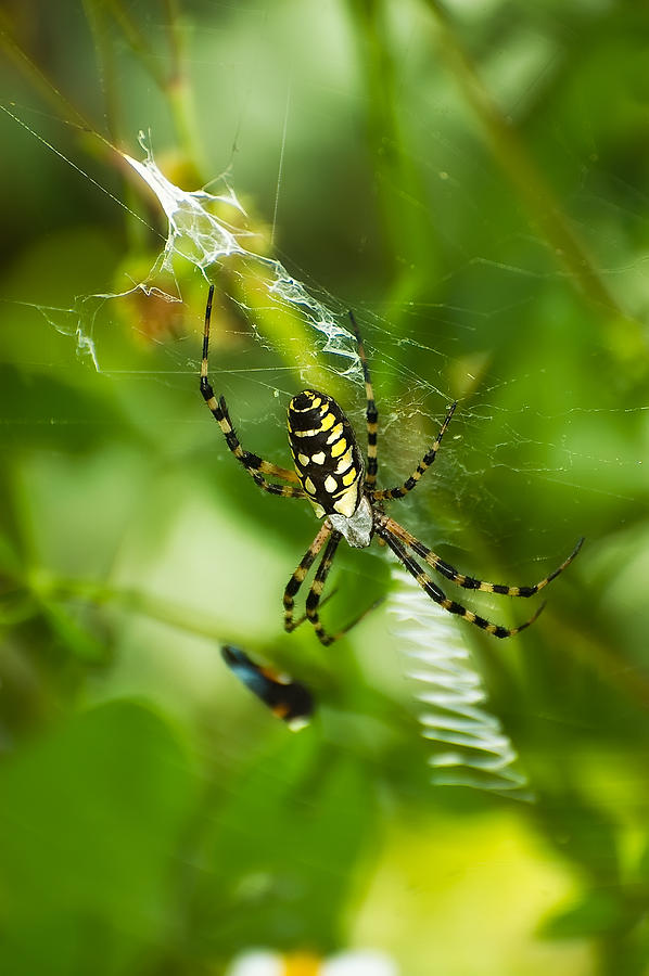 Black-and-Yellow Garden Spider Photograph by Richard Leighton | Fine ...