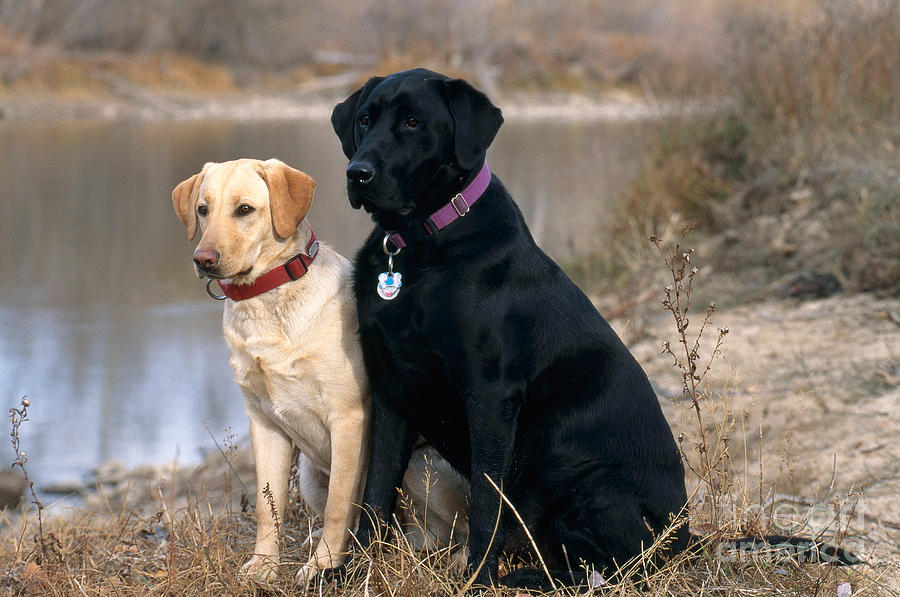 Black And Yellow Labrador Retrievers Photograph by William H. Mullins