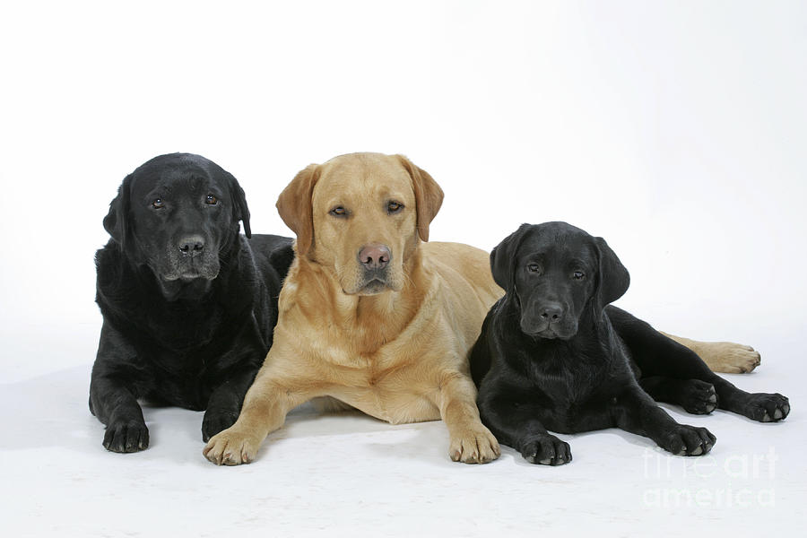 Black And Yellow Labradors With Puppy Photograph by John Daniels