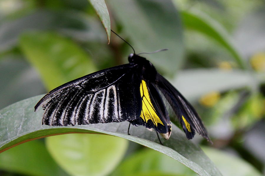 Black And Yellow Mormon Photograph by Trent Mallett