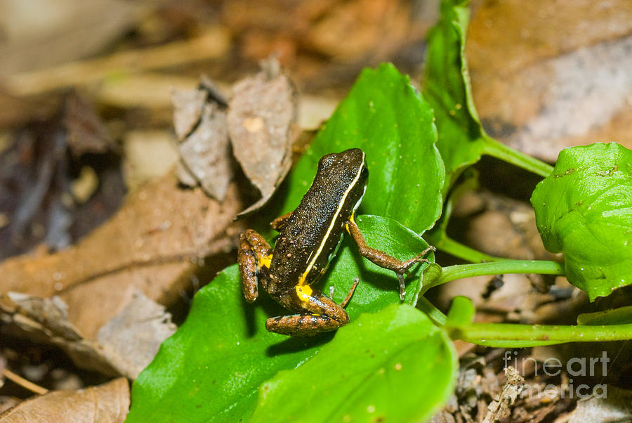 Black And Yellow Poison Frog Photograph by William H. Mullins