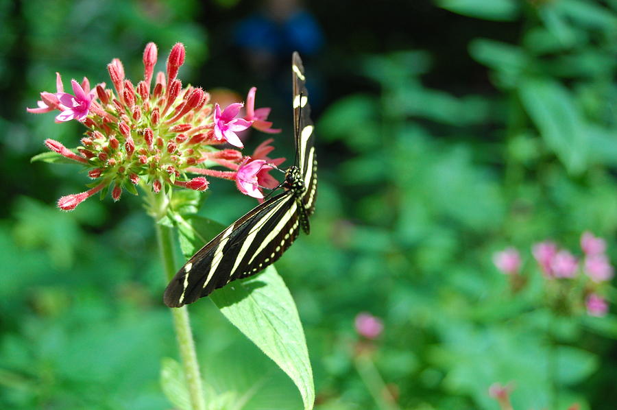 Flower Photograph - Black and Yellow Stripe Butterfly by Amy Fose