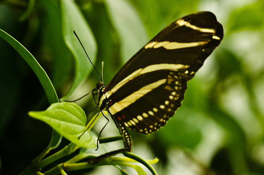 yellow and black butterfly