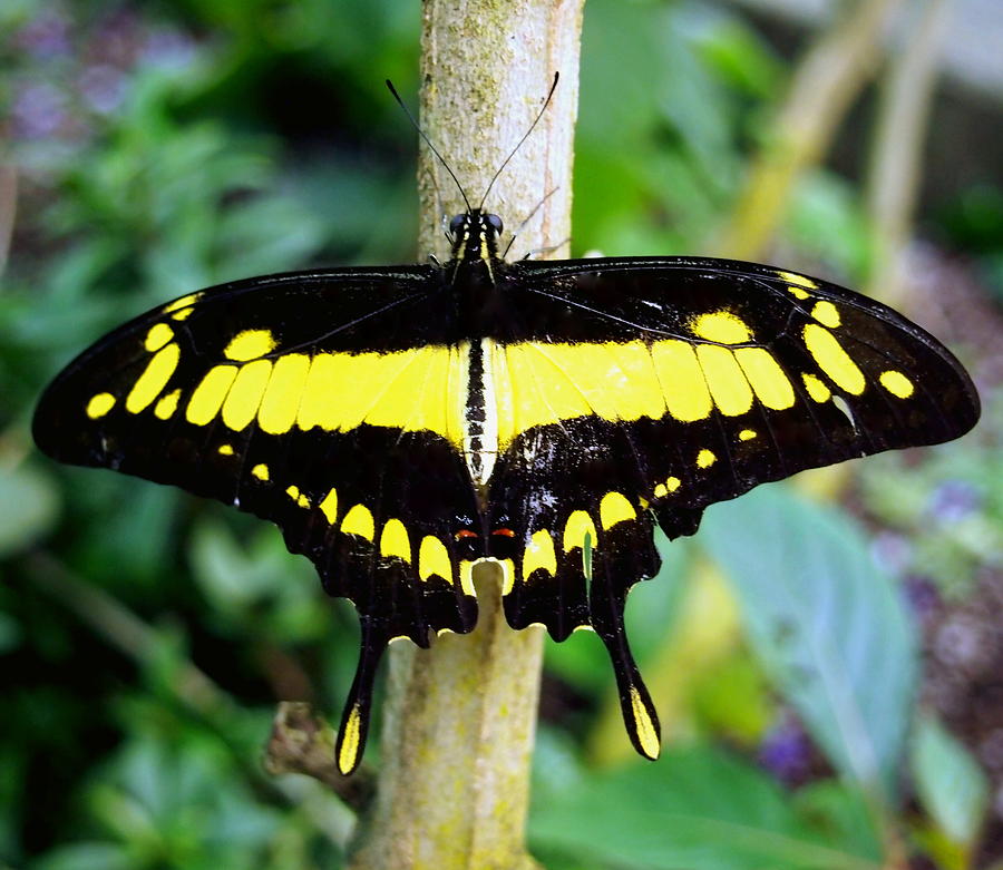Black and Yellow Swallowtail Butterfly Photograph by Amy McDaniel