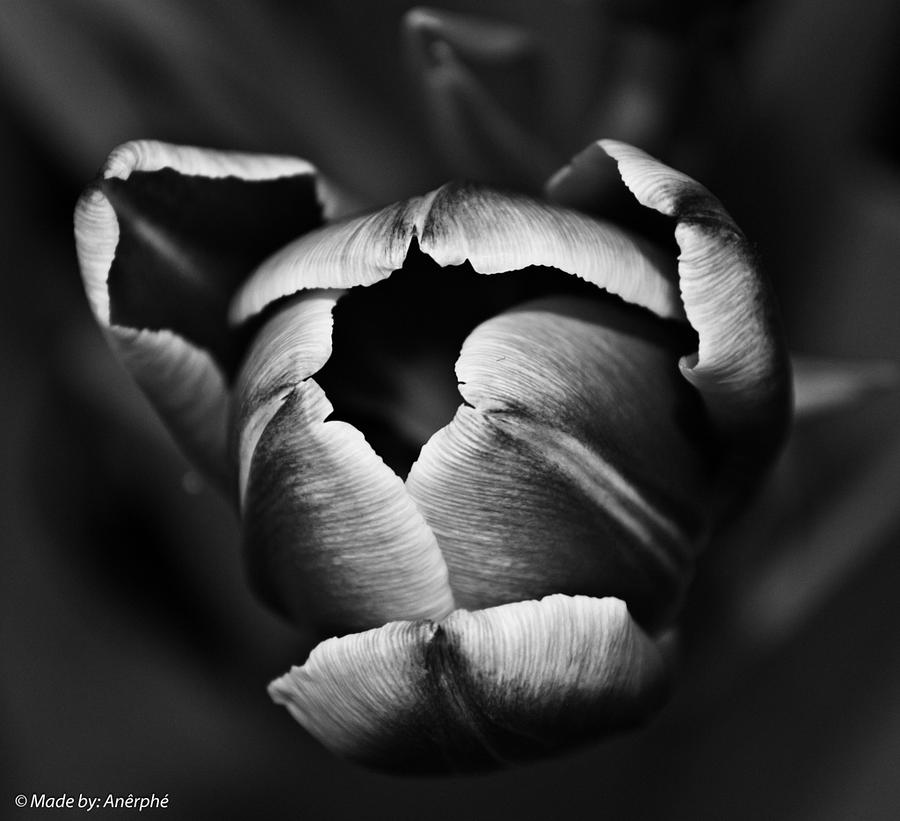 Black Tulips Photograph - Black by Anerphe Photography