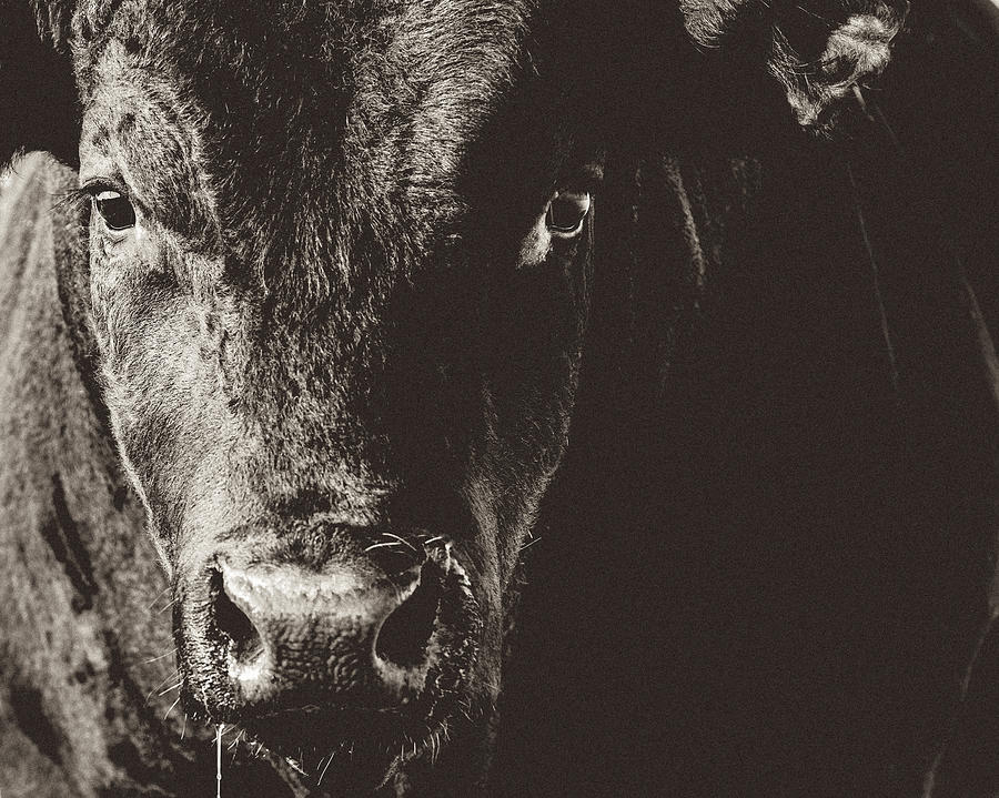 Black Angus Bull Head & Face Closeup Black & White Photograph by Debibishop