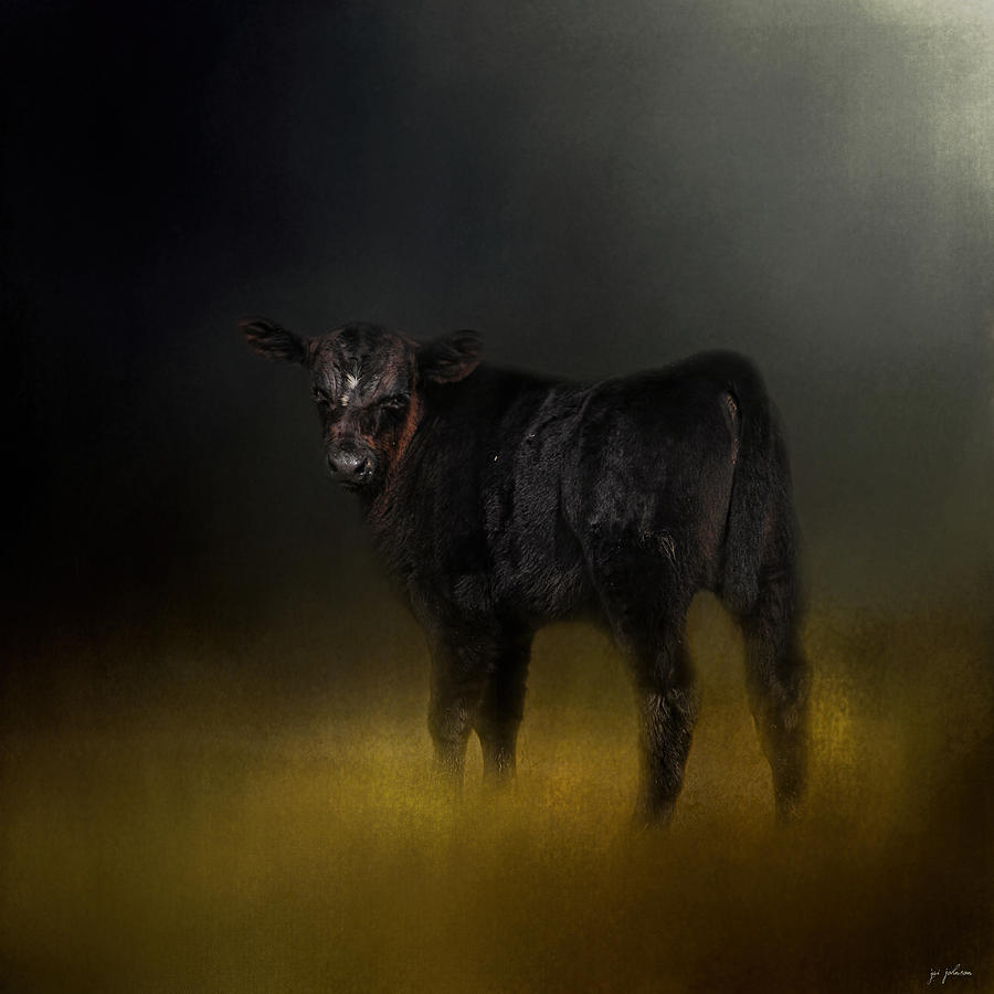 Black Angus Calf In The Moonlight Photograph by Jai Johnson