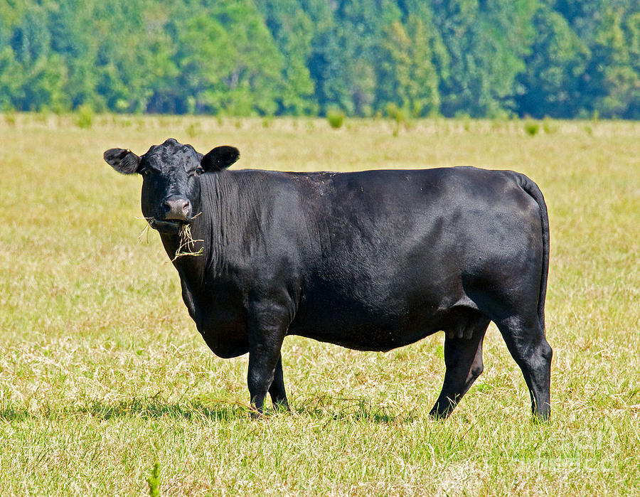 Black Angus Cattle Photograph by Millard H. Sharp