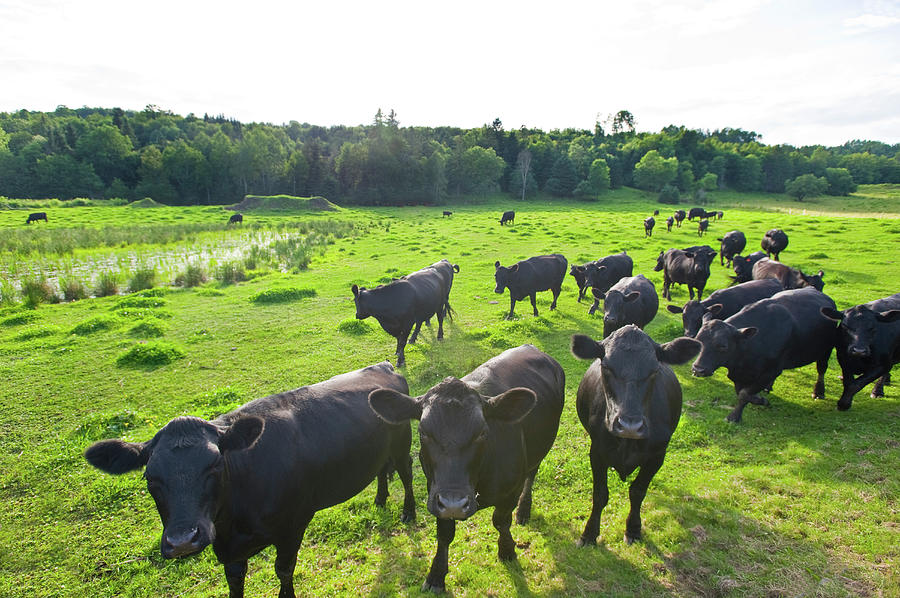 Black Angus Cattle On Grassy Field Photograph by Panoramic Images