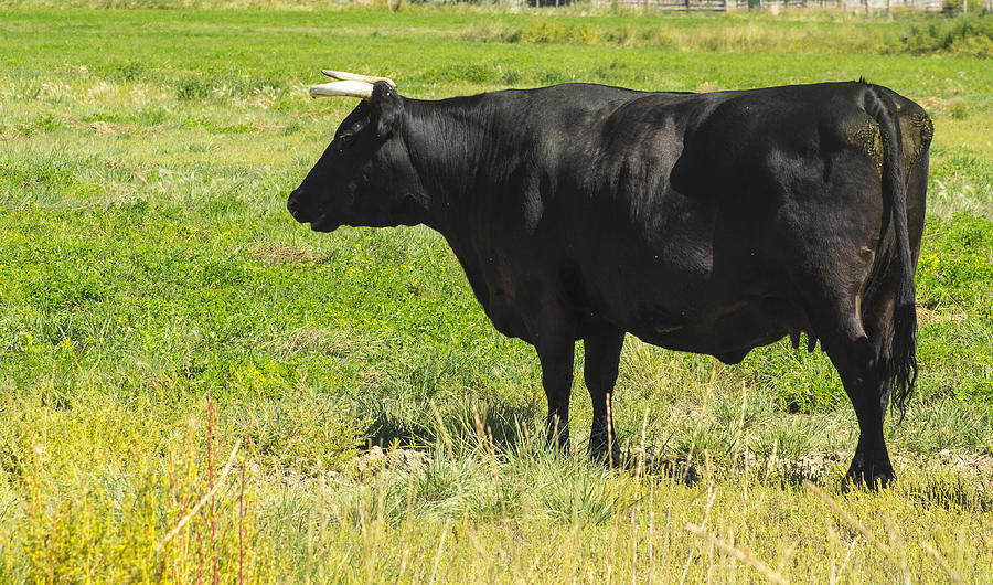 Cow Photograph - Black Angus Cow by Tory Stephens