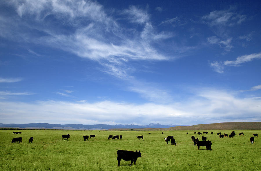 Black Angus Cows Grazing In Pasture Photograph by Timothy Hearsum