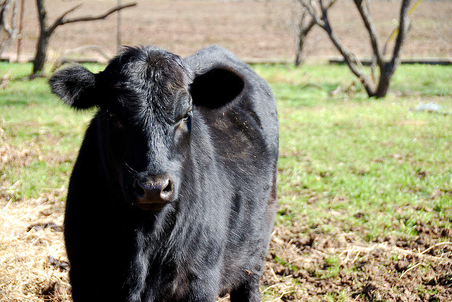 Black Angus Heifer Photograph by Thea Wolff - Fine Art America