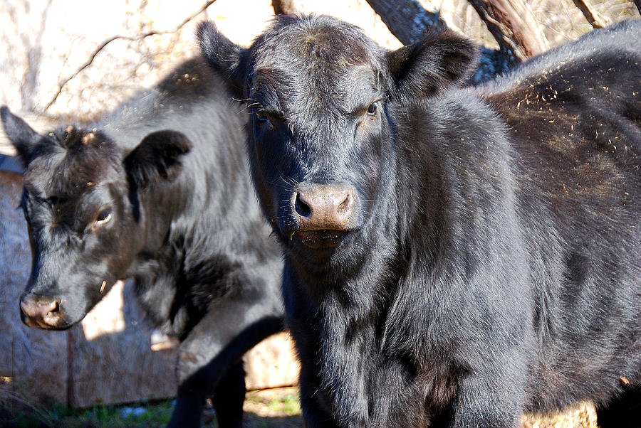 Black Angus Heifers Photograph by Thea Wolff - Fine Art America