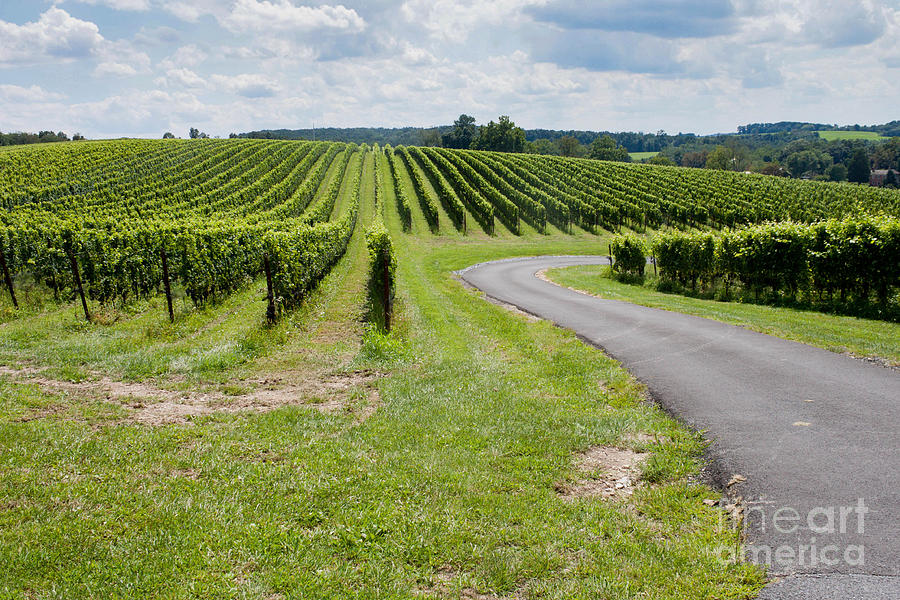 Maryland Vinyard in August Photograph by Thomas Marchessault