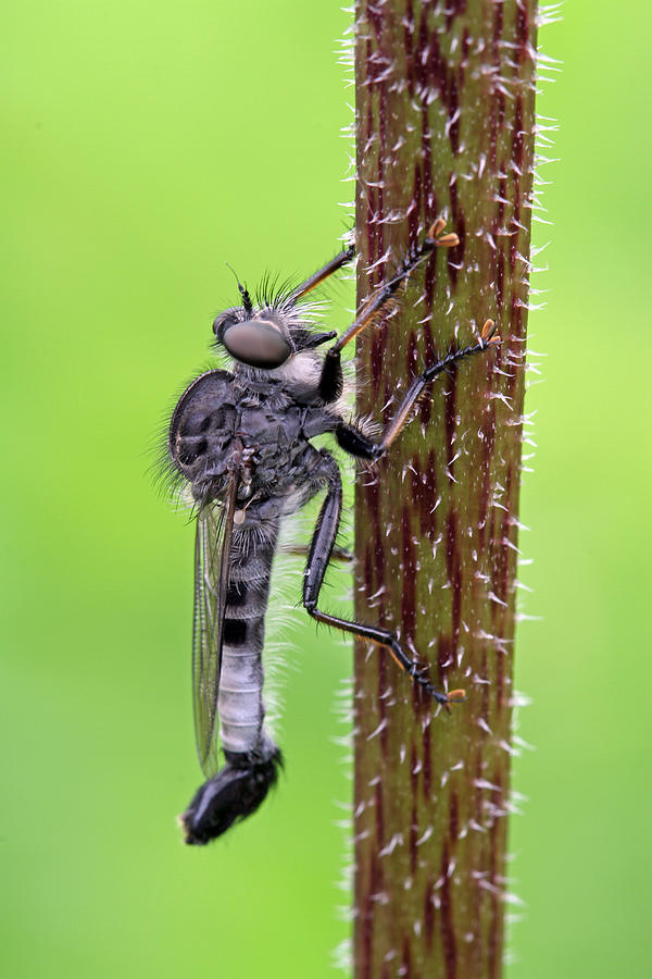 Black Assassin Robber Fly Photograph by Juergen Roth