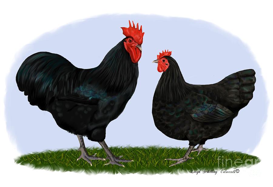 Rooster Digital Art - Black Australorp Rooster and Hen by Leigh Schilling