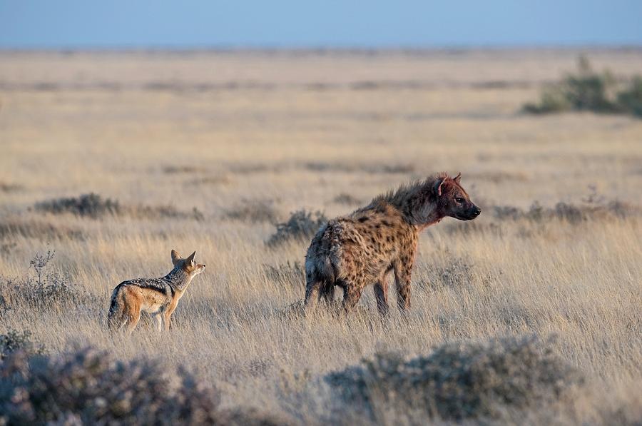 Black-backed Jackal With Spotted Hyena Photograph by Tony Camacho/science Photo Library