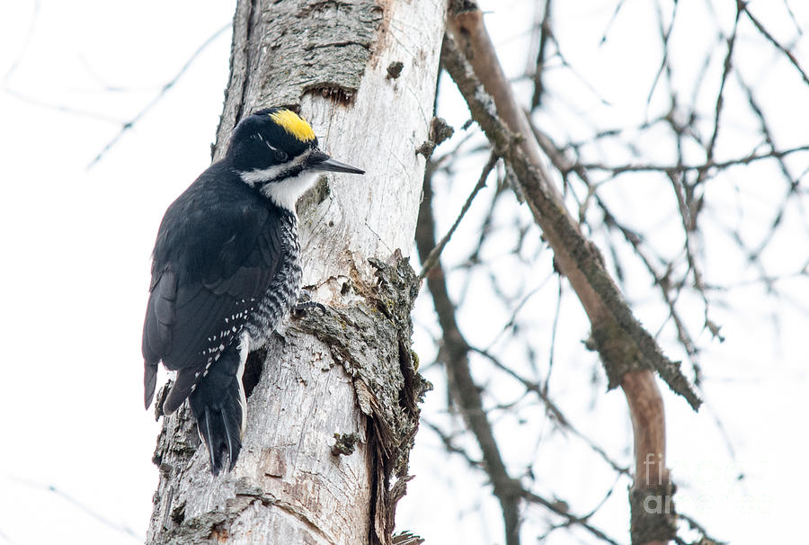 Black-Backed Woodpecker Photograph by Cheryl Baxter