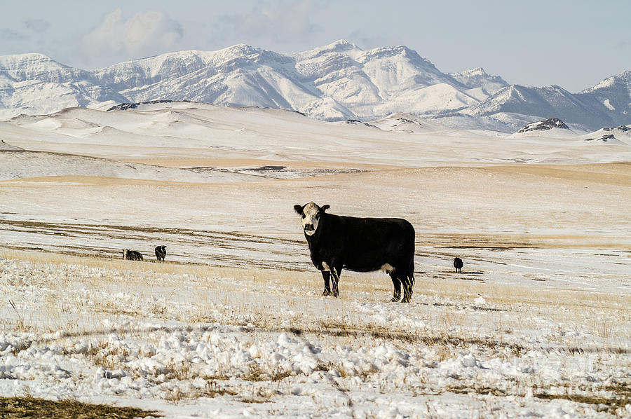 Black Baldy Cows Photograph by Sue Smith