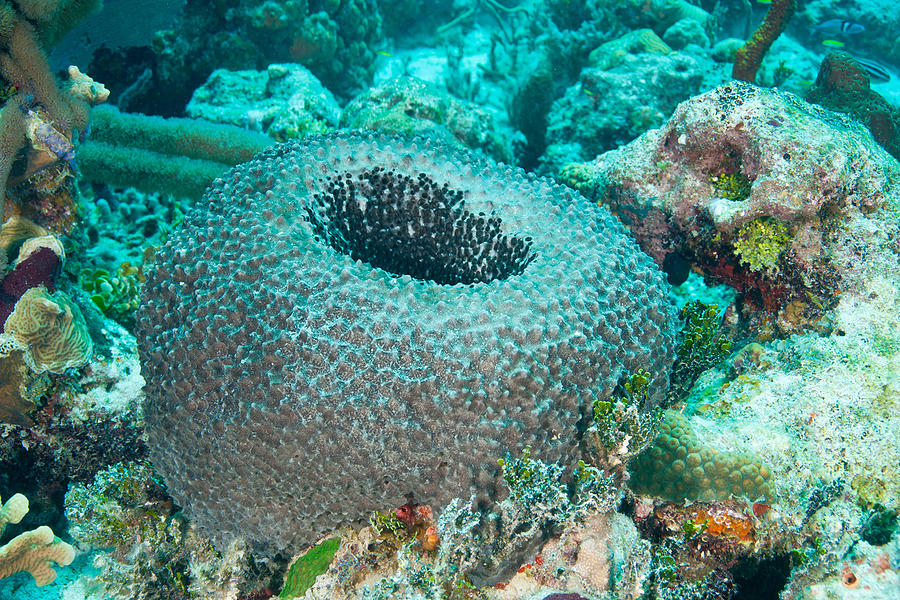 Giant Black Fishnet Sea Sponge on Lucite — EcoFirstArt