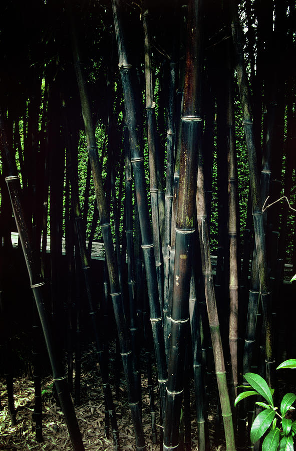Black Bamboo Photograph by Archie Young/science Photo Library Fine