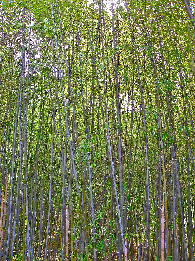 Black Bamboo Heights Photograph by Eve Spring - Fine Art America