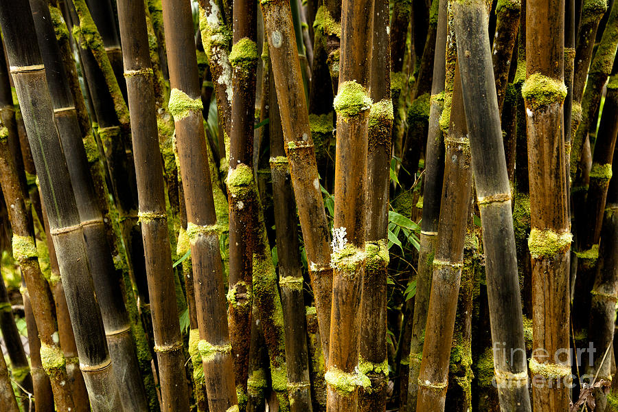 Tree Photograph - Black Bamboo of Panaewa by Kenton Wandasan