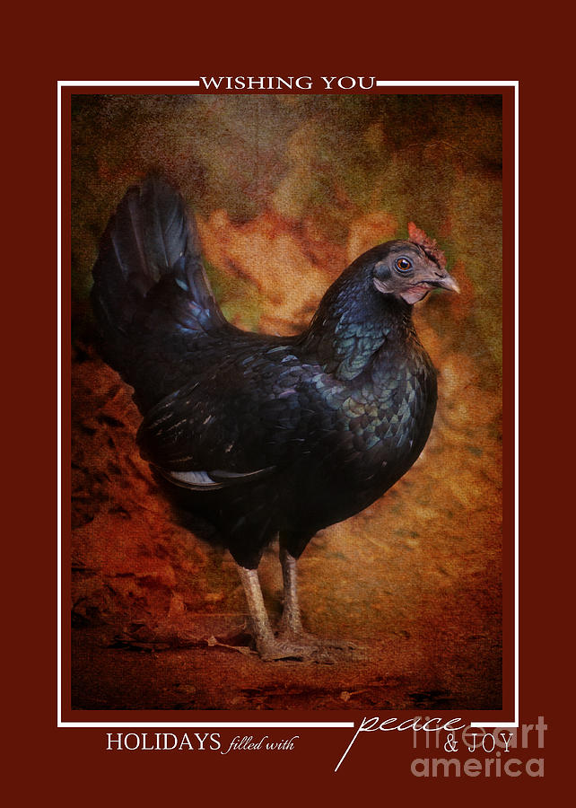 Black Bantam Chicken Christmas Cards Photograph by Jai Johnson