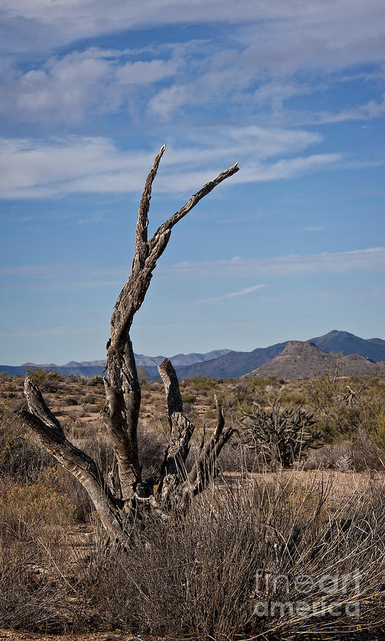 Nature Photograph - Black Bark Skeleton of the Sonoran by Lee Craig