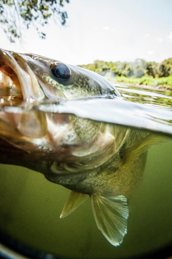 Black Bass Caught On The Brazos River Photograph by Dustin Doskocil Black Bass Caught On The Brazos River Photograph by Dustin Doskocil