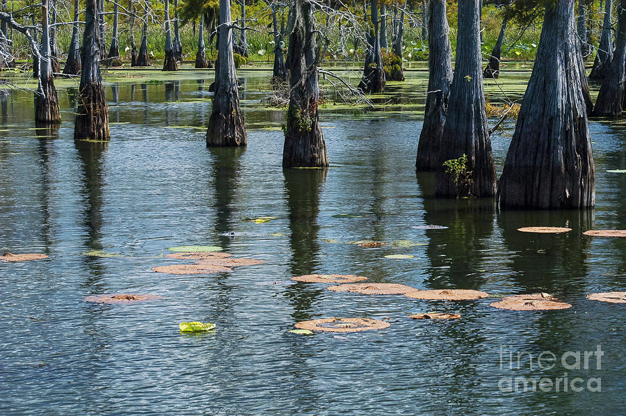 Black Bayou Cypress Photograph by Bob Phillips