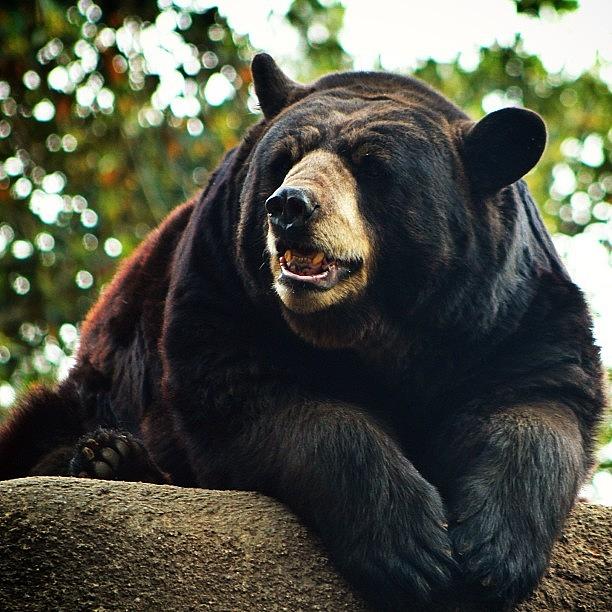 Black Bear | La Zoo | Canon 7d 75-300 F4 Photograph by Tyler Rice