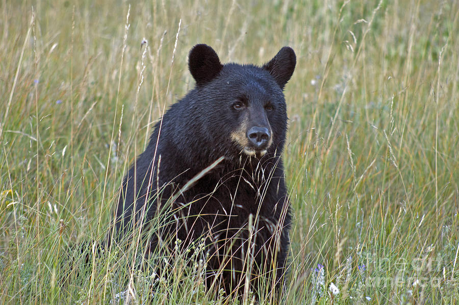 Black Bear  - near Glacier Photograph by Cindy Murphy - NightVisions 