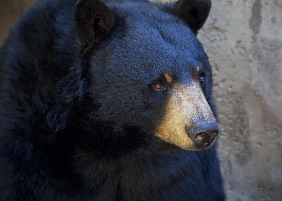 Black Bear 2 Photograph by Chris Dutton