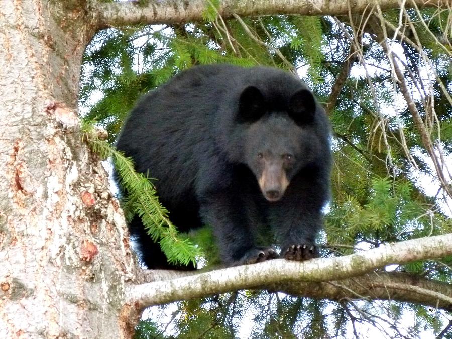 Wildlife Photograph - Black Bear 2 by Will Borden