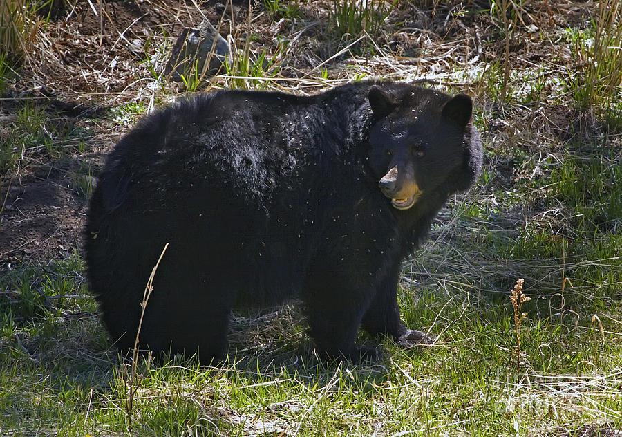 Black Bear  #2792 Photograph by J L Woody Wooden