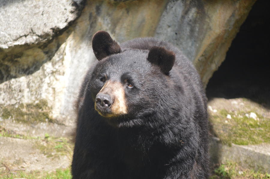Black Bear 3 Photograph by Brad Kennedy