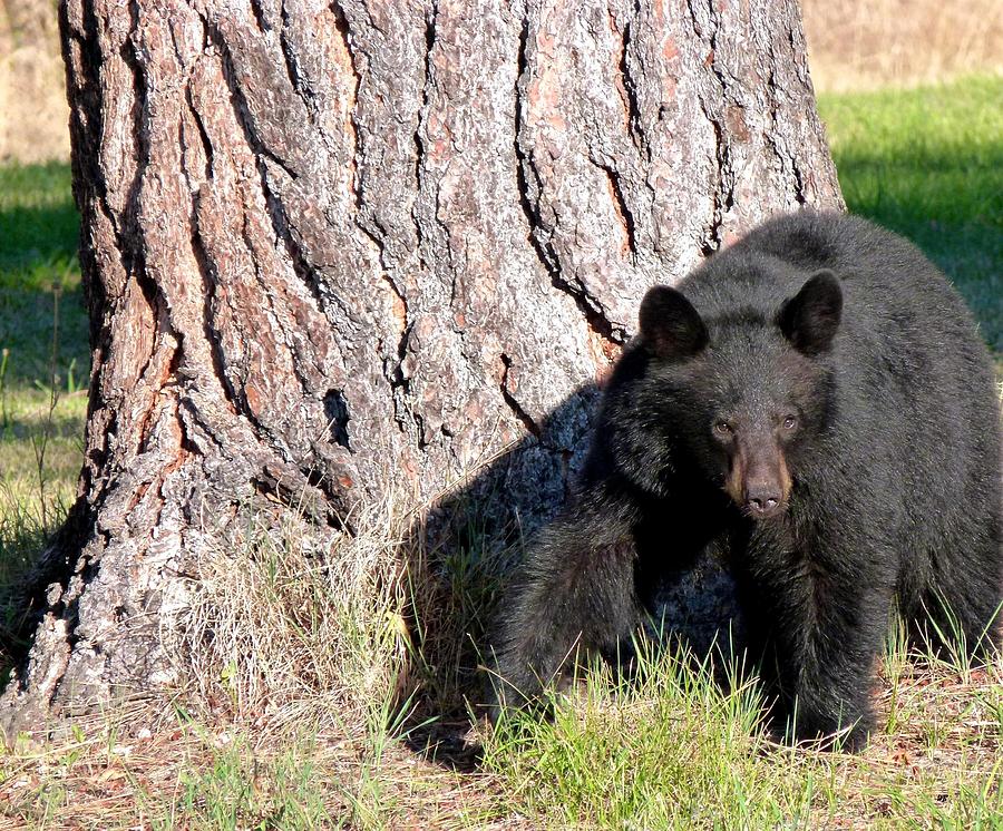 Black Bear 4 Photograph by Will Borden