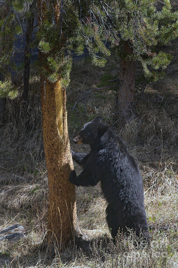 Black Bear  #5418 Photograph by J L Woody Wooden